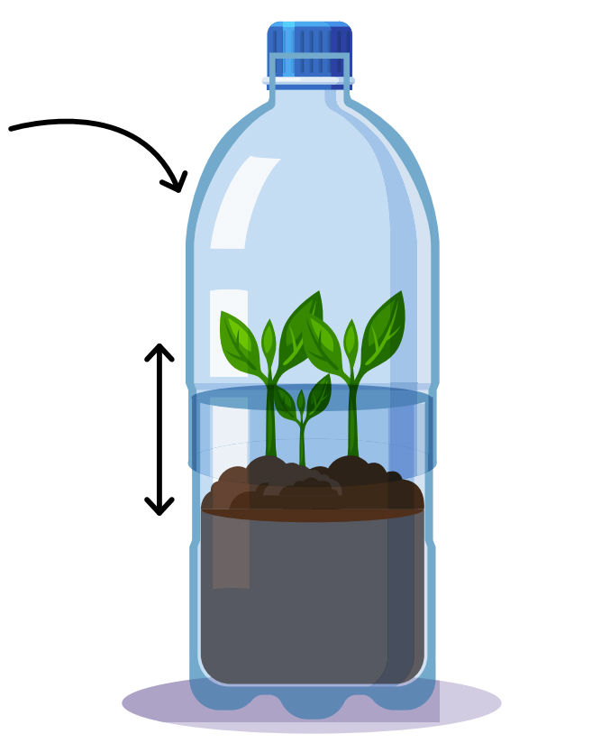 Illustration of the bottle garden